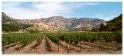 Napa, San Francisco America